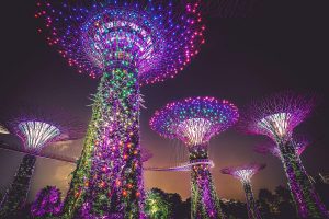 Supertree Grove illuminated at night in Singapore