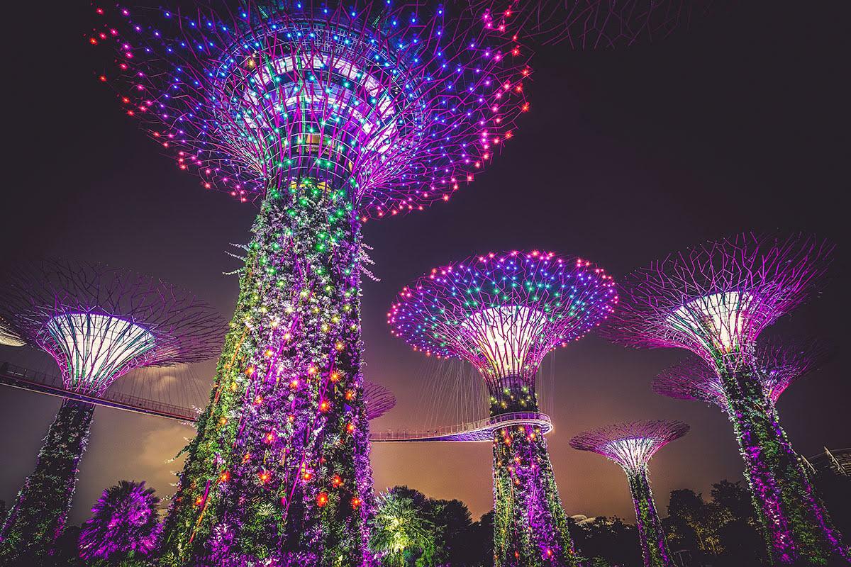 Supertree Grove illuminated at night in Singapore
