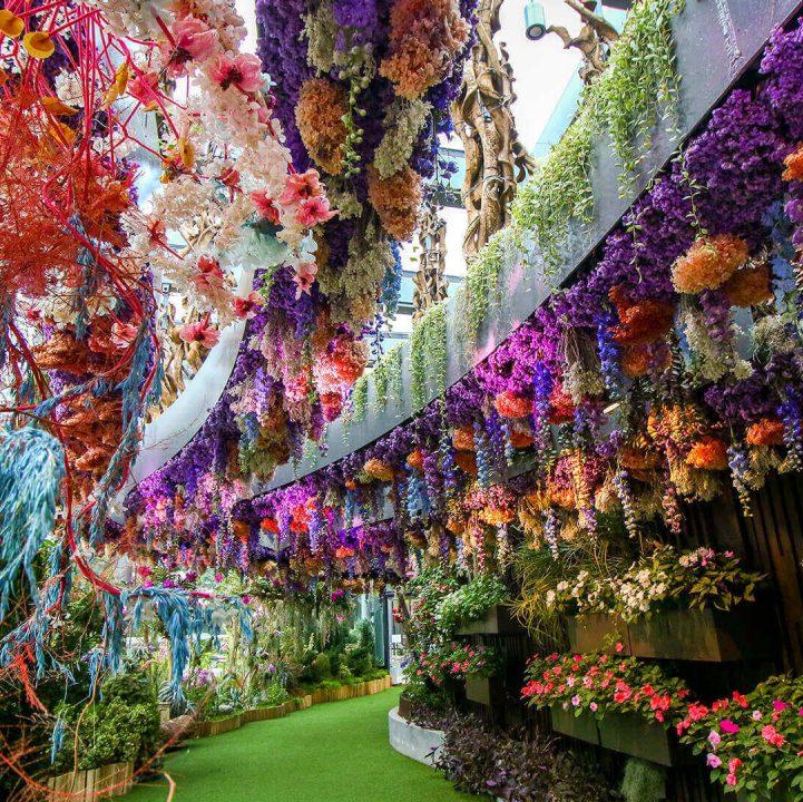 Colorful flowers inside Flower Dome Singapore