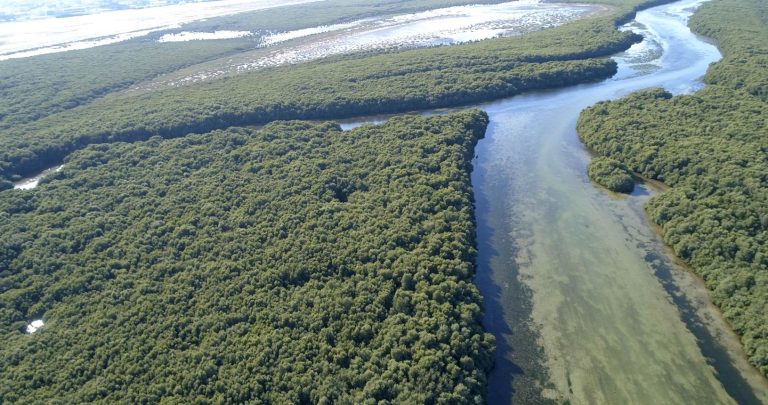 Al Zorah Nature Reserve Ajman: A Hidden Mangrove Paradise in the UAE