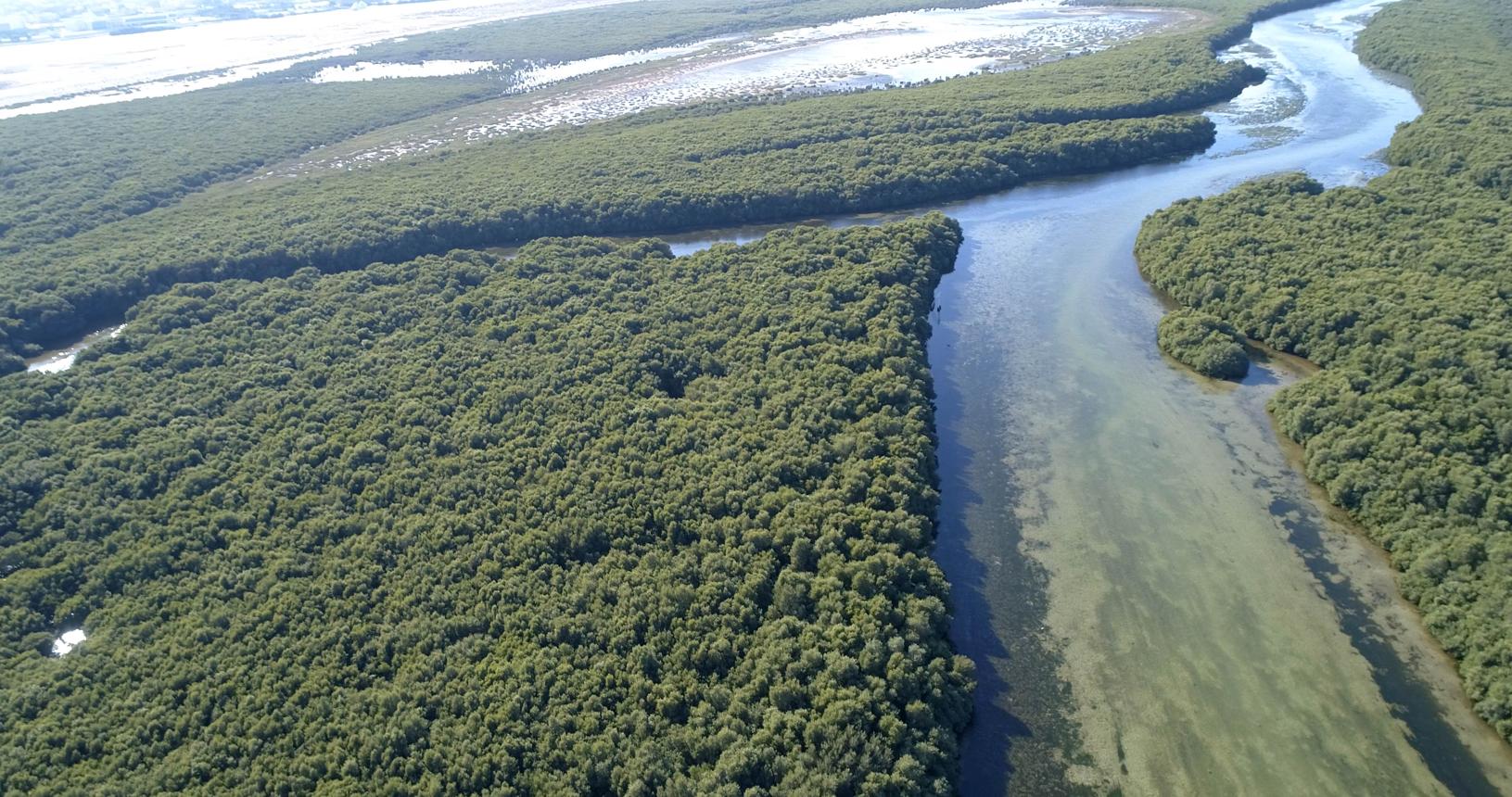 Al Zorah Nature Reserve Ajman: A Hidden Mangrove Paradise in the UAE