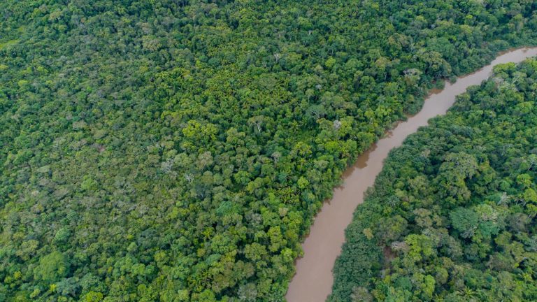 Amazon Rainforest Tours – Explore the World’s Largest Jungle Adventure