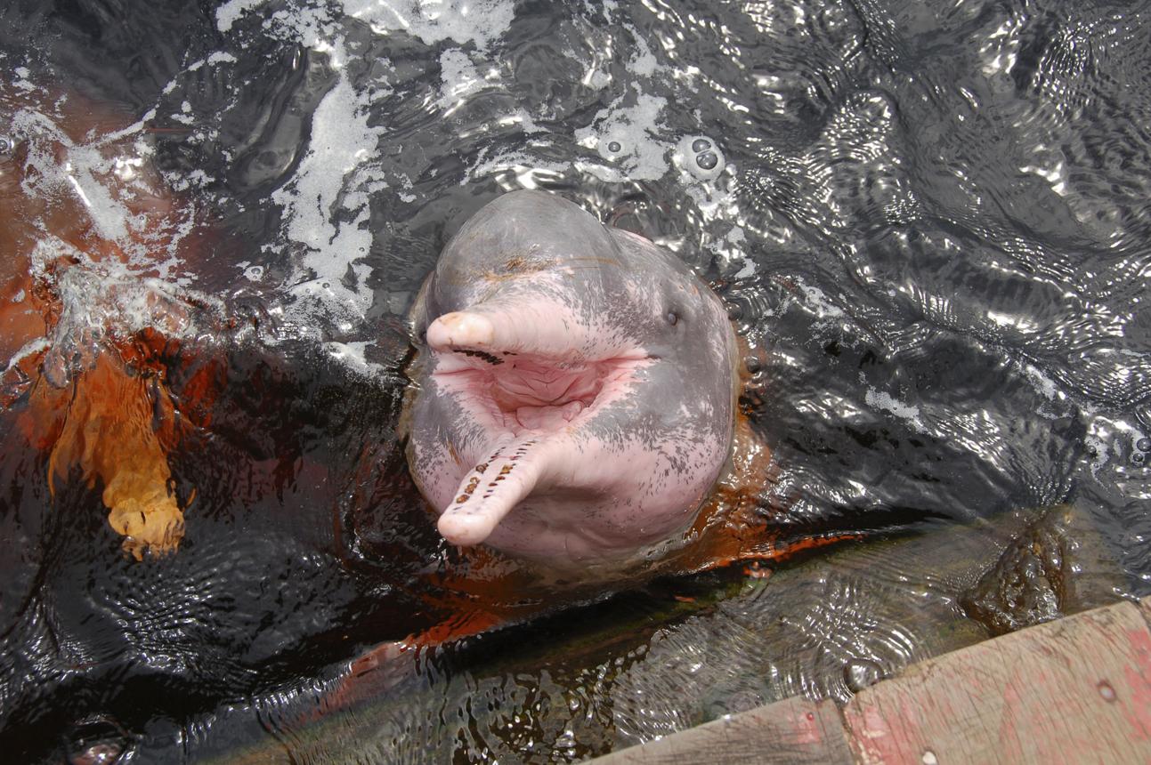 Amazon River Dolphins – The Pink Wonders of the Amazon River You Must See