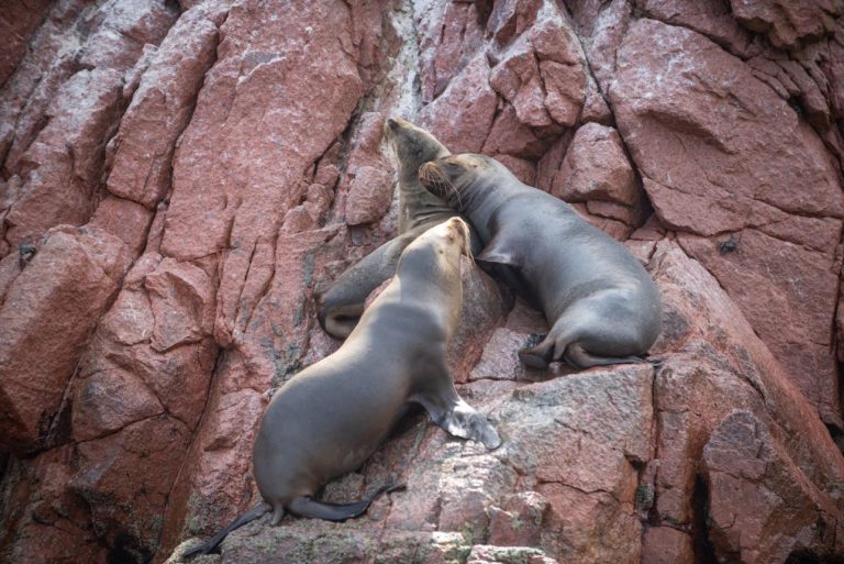 Ballestas Islands – Peru’s Wildlife Paradise Known as the “Poor Man’s Galápagos”