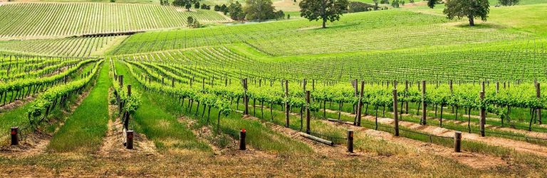 Barossa Valley – Australia’s Legendary Wine Region Filled with Scenic Vineyards