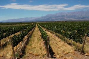 Bodega Salentein – Argentina’s Spectacular Winery Where Wine Meets the Andes