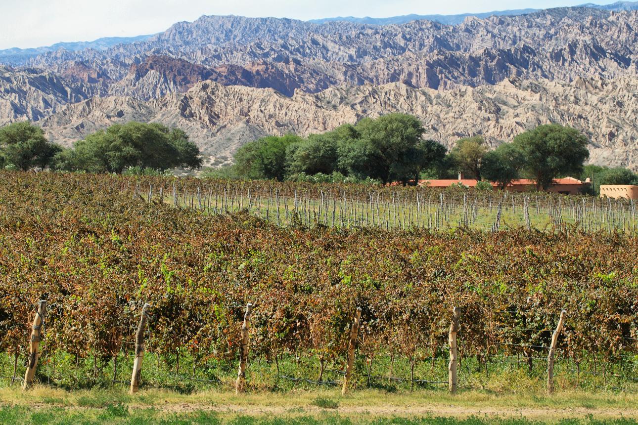 Cafayate – Argentina’s Wine Paradise of Red Cliffs and High-Altitude Vineyards