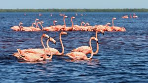 Celestún Biosphere Reserve – Mexico’s Pink Flamingo Paradise