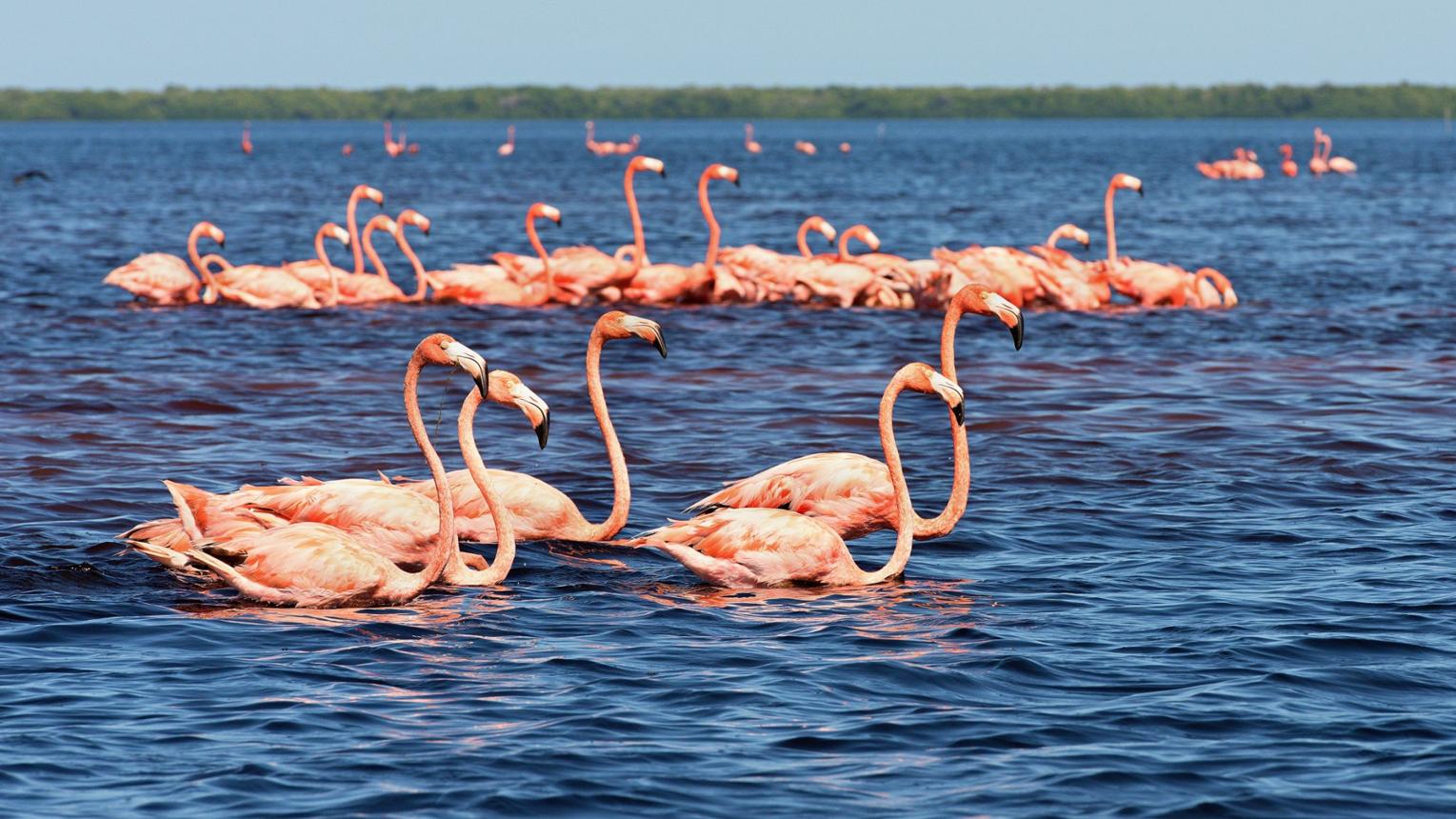 Celestún Biosphere Reserve – Mexico’s Pink Flamingo Paradise