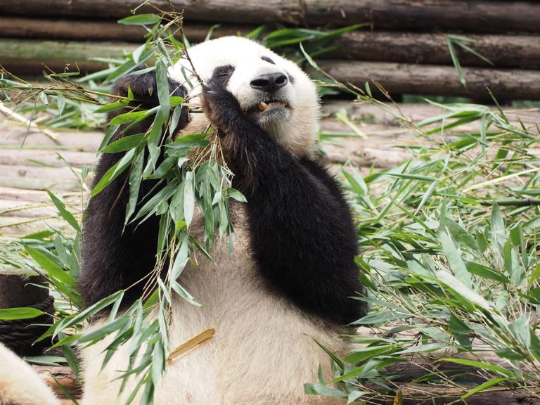 Chengdu Panda Base – Meet China’s Most Adorable National Treasure