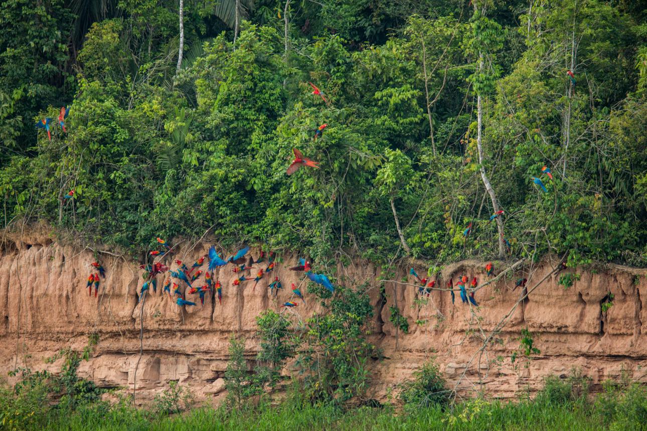 Chuncho Macaw Clay Lick – Peru’s Spectacular Amazon Wildlife Show You’ll Never Forget