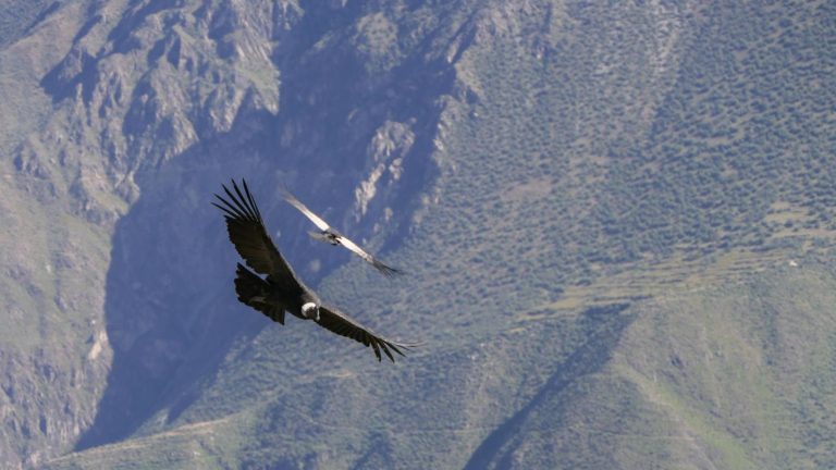 Colca Canyon – Explore One of the Deepest Canyons on Earth in Peru