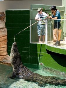 Crocosaurus Cove – Australia’s Ultimate Crocodile Adventure in Darwin