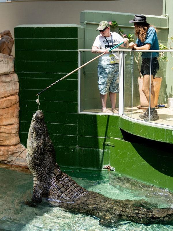 Crocosaurus Cove – Australia’s Ultimate Crocodile Adventure in Darwin
