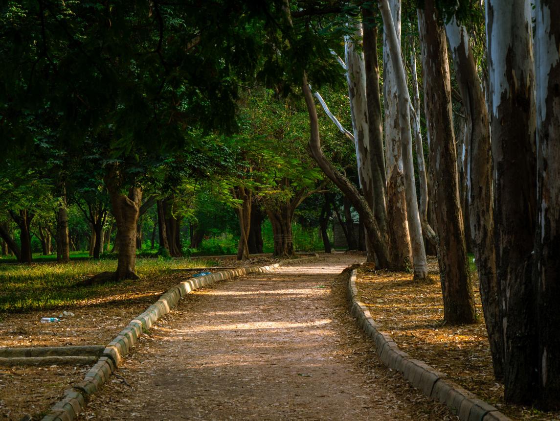 Cubbon Park – Bengaluru’s Green Oasis in the Heart of the City