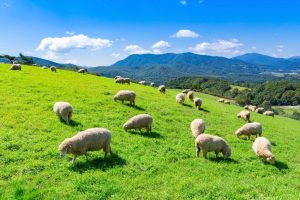 Daegwallyeong Sheep Farm – Korea’s Rolling Alpine Pastures of Free-Grazing Sheep, European-Style Meadows, Scenic Mountain Breezes, and Peaceful Highland Farm Life