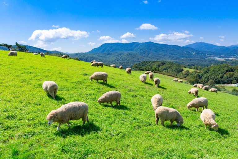 Daegwallyeong Sheep Farm – Korea’s Rolling Alpine Pastures of Free-Grazing Sheep, European-Style Meadows, Scenic Mountain Breezes, and Peaceful Highland Farm Life