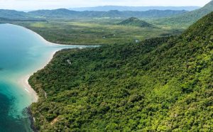 Daintree Rainforest – Explore the World’s Oldest Tropical Rainforest in Australia