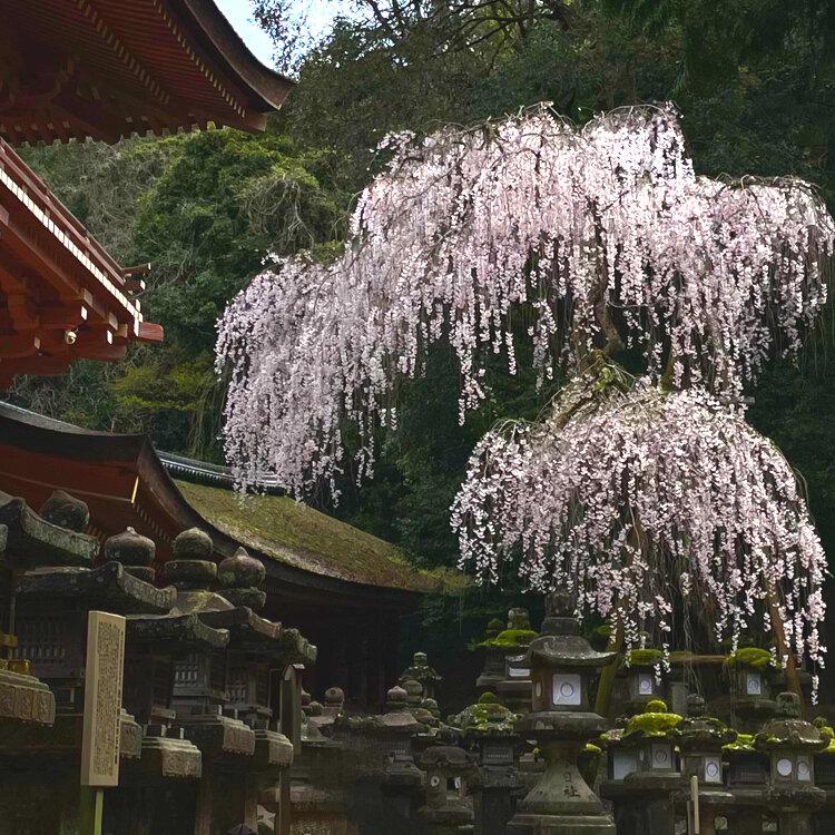 Ever-Changing Landscapes Around the Shrine