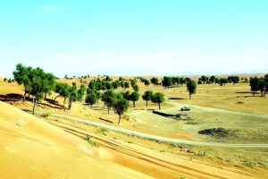 Falaj Al Mualla: A Historic Oasis Town in the UAE’s Cultural Heartland