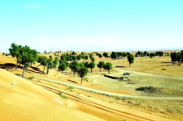 Falaj Al Mualla: A Historic Oasis Town in the UAE’s Cultural Heartland