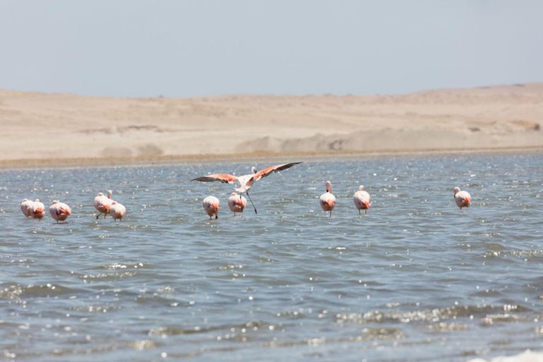 Flamingos in Paracas – Witness Peru's Pink Wonders in a Coastal Wildlife Paradise