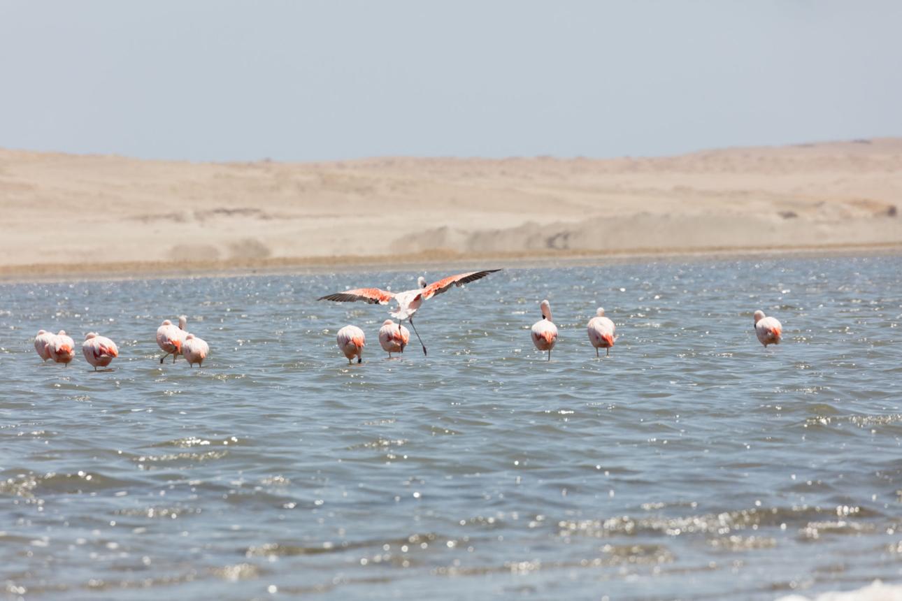 Flamingos in Paracas – Witness Peru's Pink Wonders in a Coastal Wildlife Paradise
