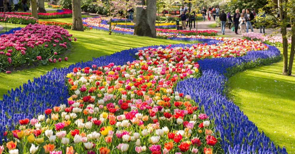 Keukenhof Travel Guide – Step Into the World’s Most Spectacular Spring Flower Garden