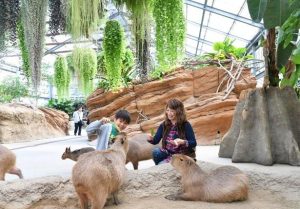 Kobe Animal Kingdom – Interactive Zoo & Floral Paradise in Kobe