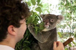 Lone Pine Koala Sanctuary – Australia’s Ultimate Wildlife Experience in Brisbane