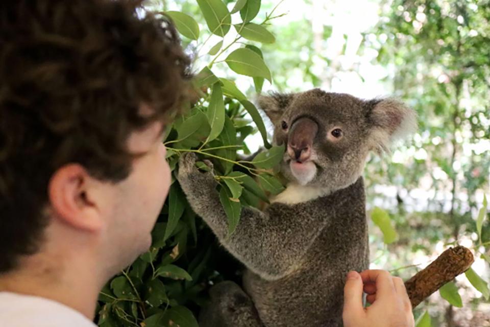 Lone Pine Koala Sanctuary – Australia’s Ultimate Wildlife Experience in Brisbane