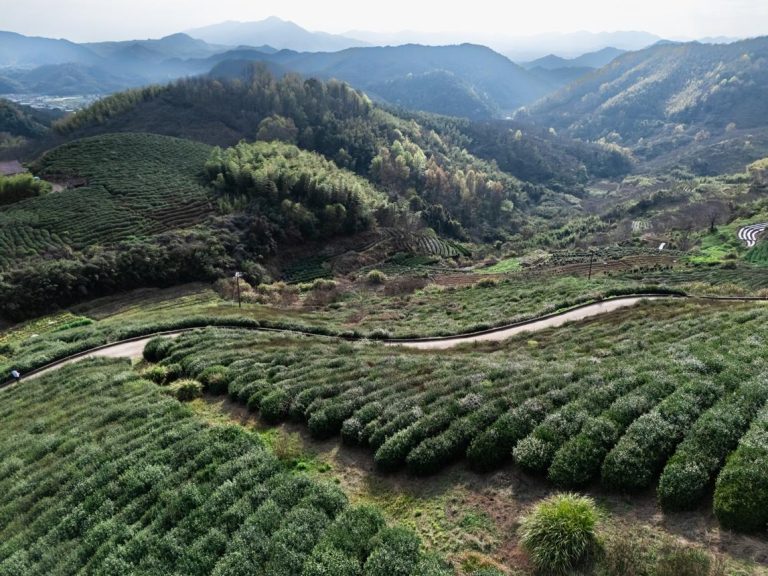 Longjing Tea Plantations – Discover Hangzhou’s Legendary Green Tea Hills and Ancient Tea Culture