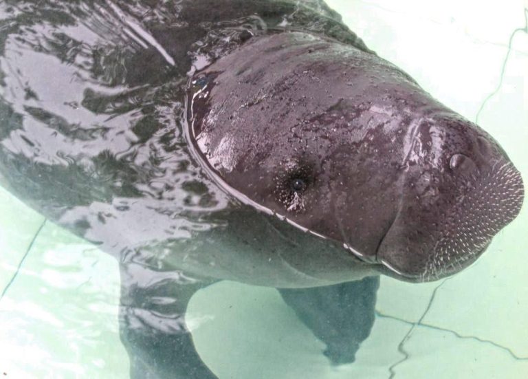 Manatee Rescue Center – Amazon’s Heartwarming Wildlife Conservation Experience