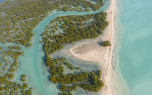 Mangrove Beach UAE: A Hidden Natural Escape of Green Forests and Calm Waters