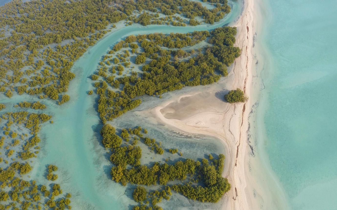 Mangrove Beach UAE: A Hidden Natural Escape of Green Forests and Calm Waters