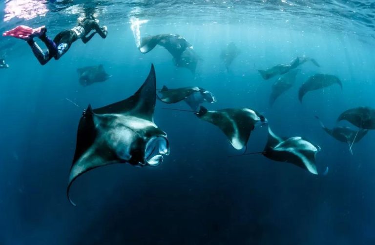 Manta Point – The Ultimate Destination to Swim with Giant Ocean Mantas