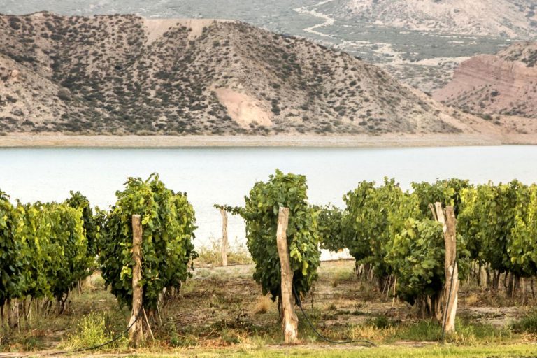 Mendoza Wine Region – Argentina’s World-Famous Vineyard Paradise Beneath the Andes