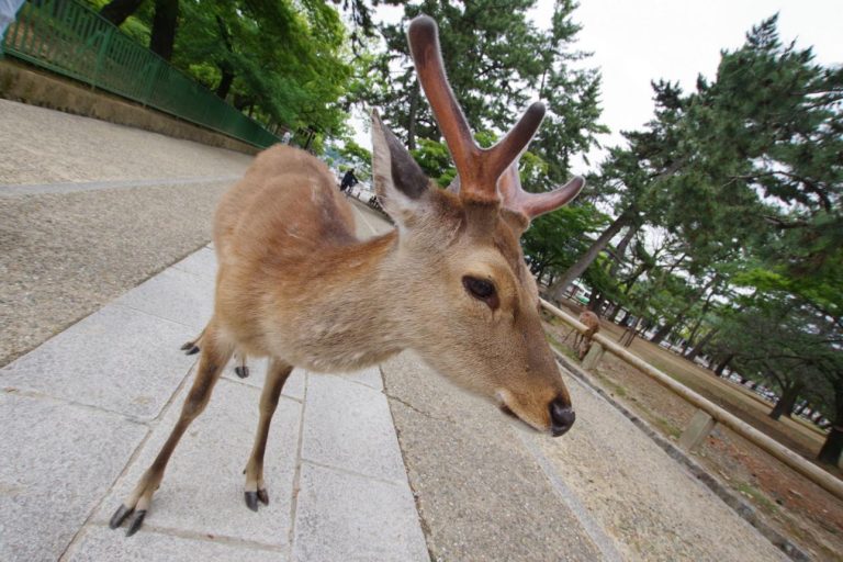 Nara Park – Japan’s Famous Deer Sanctuary