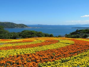 Nokonoshima Island Park – Colorful Flower Paradise in Hakata Bay