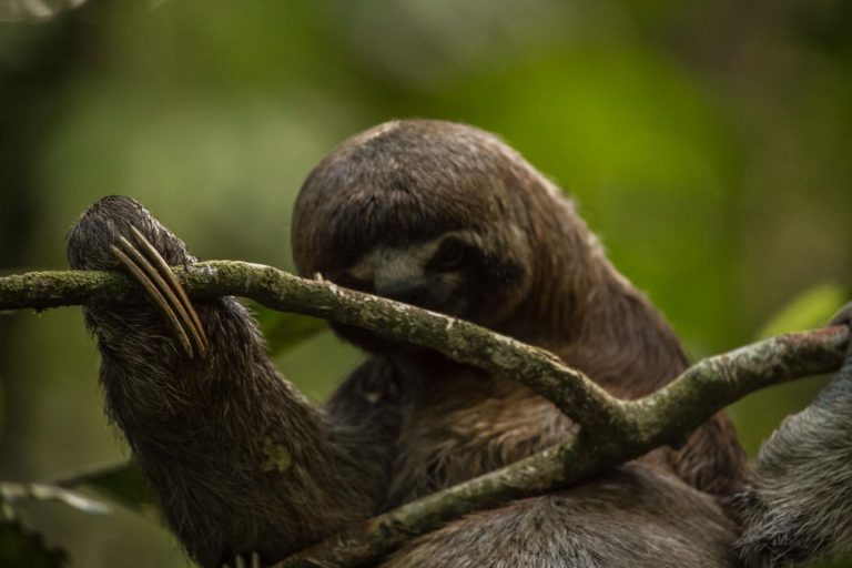 Pacaya Samiria Reserve – Peru’s Amazon “Jungle of Mirrors” Full of Wildlife & Mystery