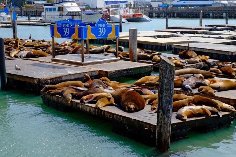 Pier 39 – San Francisco’s Famous Waterfront Entertainment Hub with Sea Lions and Ocean Views