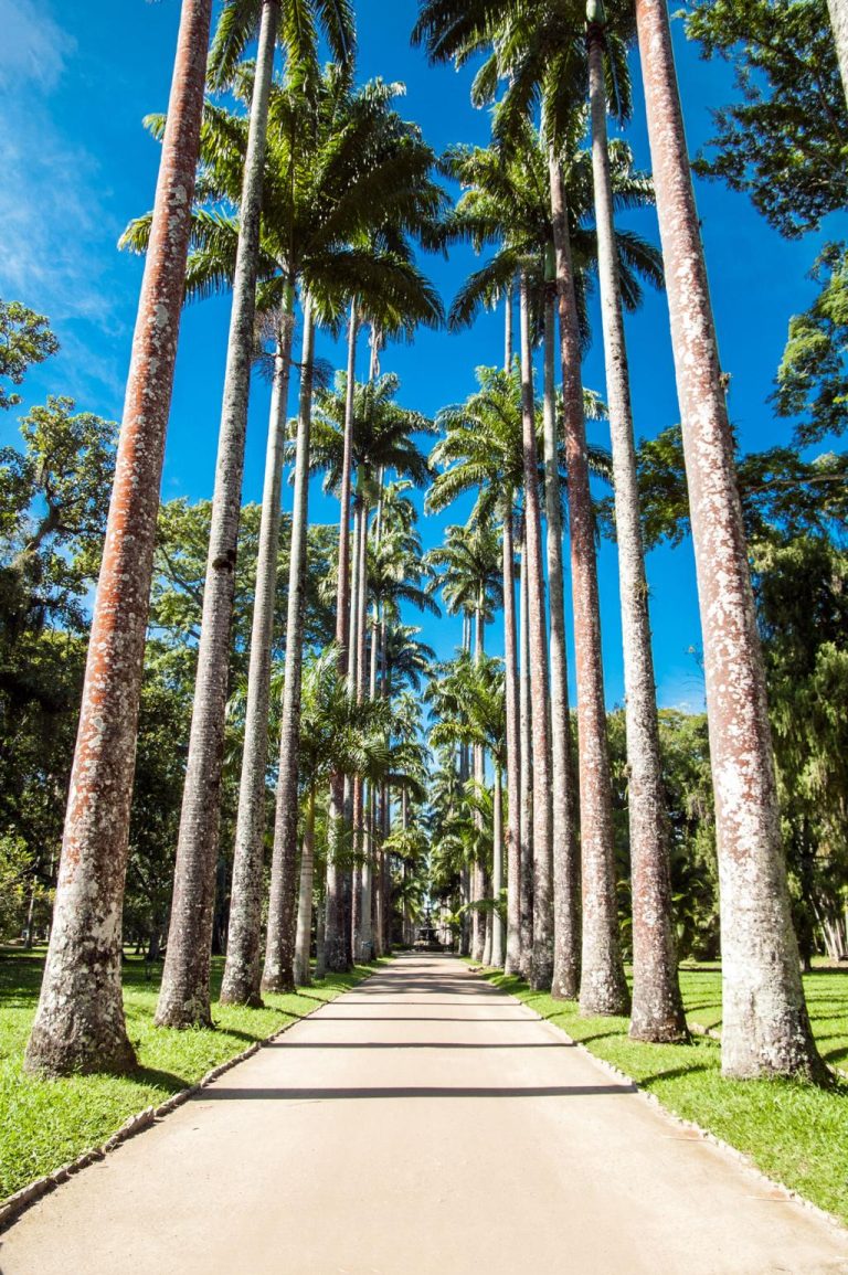 Rio Botanical Garden – Discover Rio’s Lush Tropical Oasis