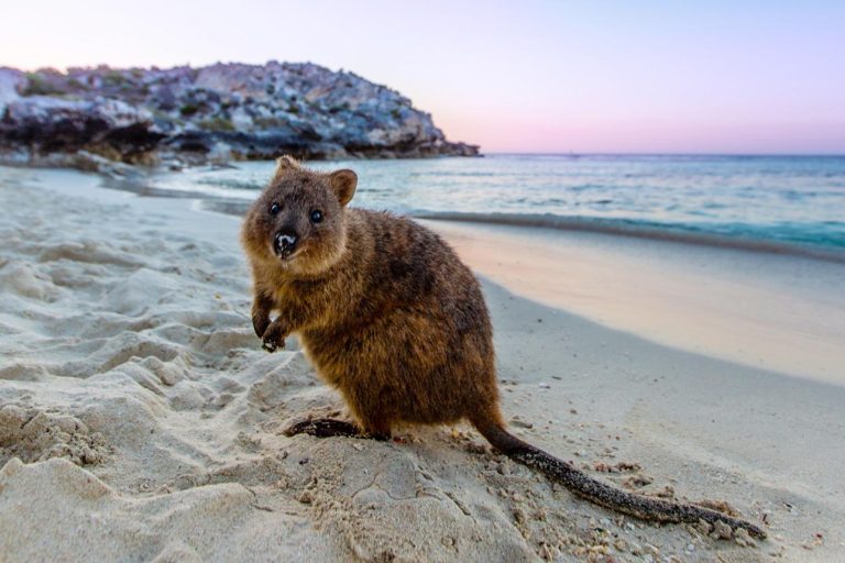 Rottnest Island – Australia’s Famous Quokka Paradise & Coastal Escape