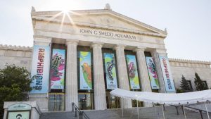 Shedd Aquarium – Chicago's Underwater Wonderland
