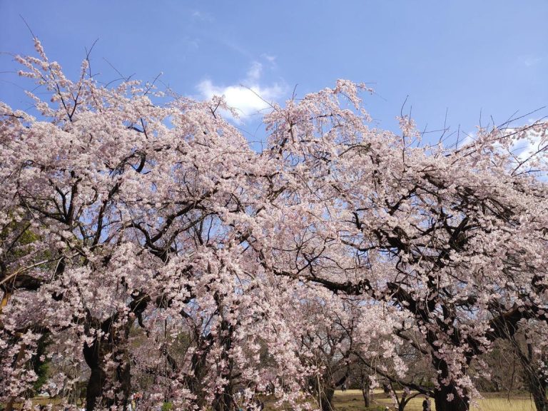 Shinjuku Gyoen National Garden – Tokyo’s Elegant Urban Sanctuary of Seasonal Blossoms, Landscaped Beauty, Historic Heritage, and Peaceful Green Escapes