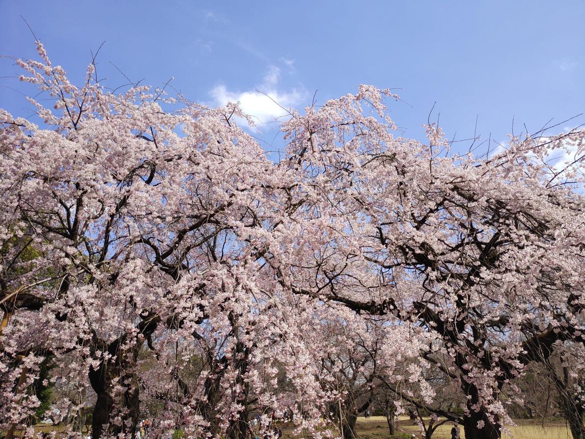 Shinjuku Gyoen National Garden – Tokyo’s Elegant Urban Sanctuary of Seasonal Blossoms, Landscaped Beauty, Historic Heritage, and Peaceful Green Escapes