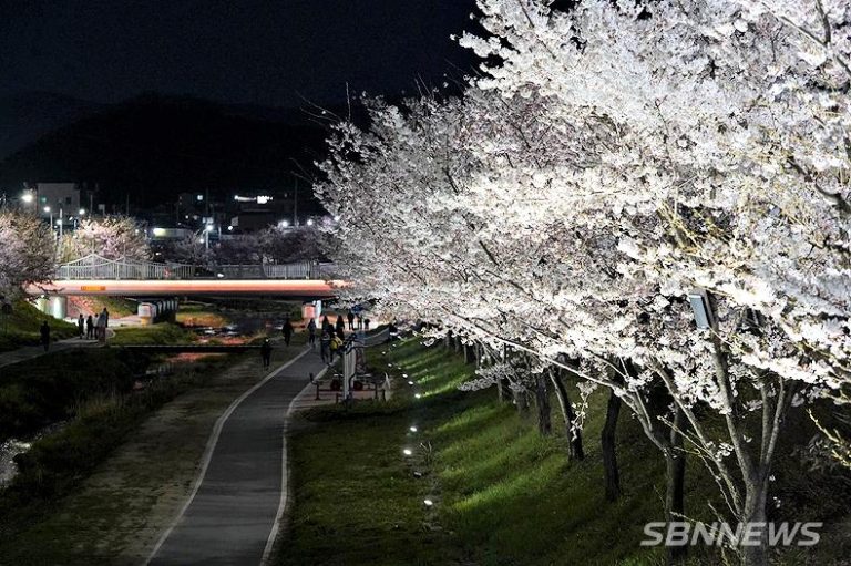 Suwoncheon Stream – Suwon’s Urban Riverside of Peaceful Waterways, Night Walk Reflections, Seasonal Nature, and Hidden City Relaxation Path