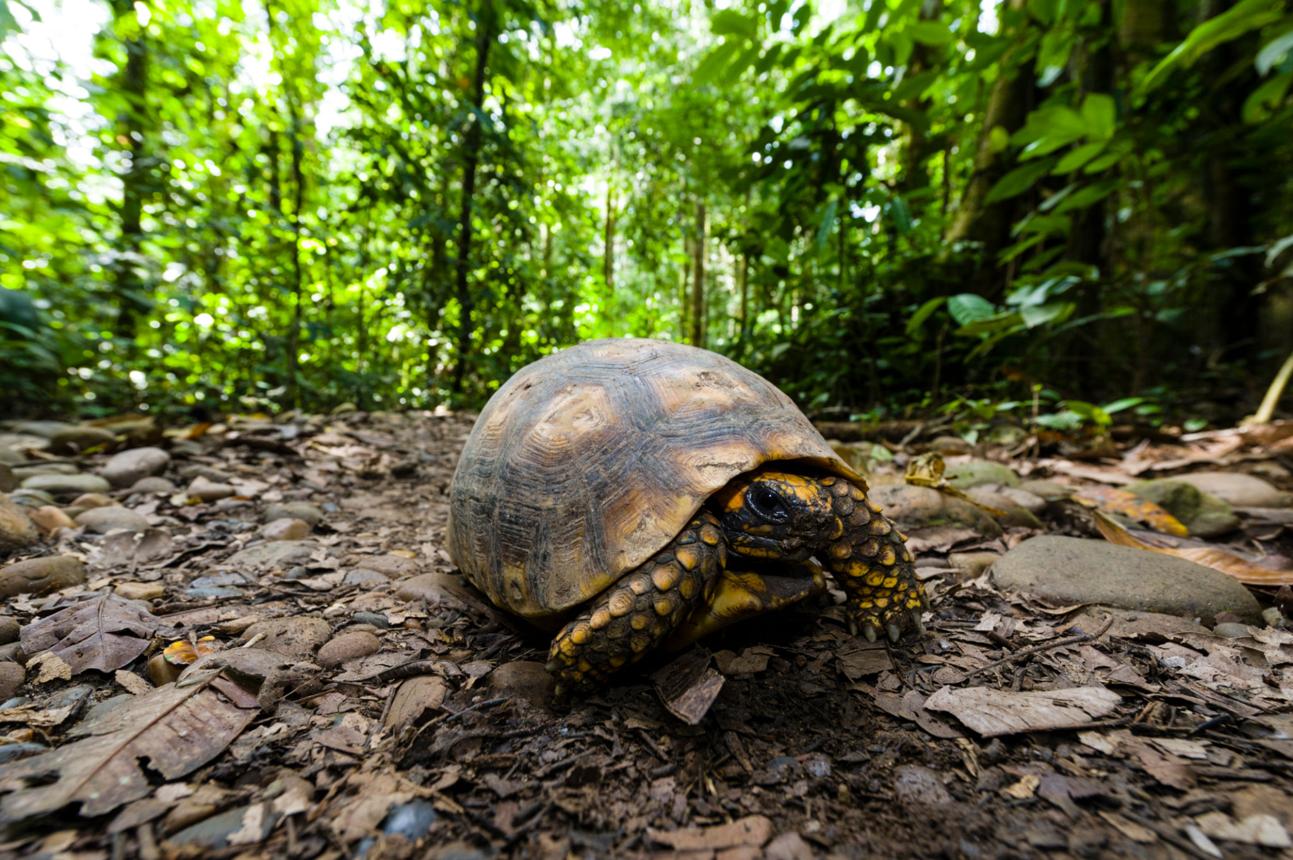 Tambopata National Reserve – Peru’s Untamed Amazon Paradise for Wildlife Lovers
