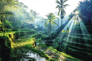 Tegallalang Rice Terrace – Bali’s Most Stunning Rice Fields You Must Visit