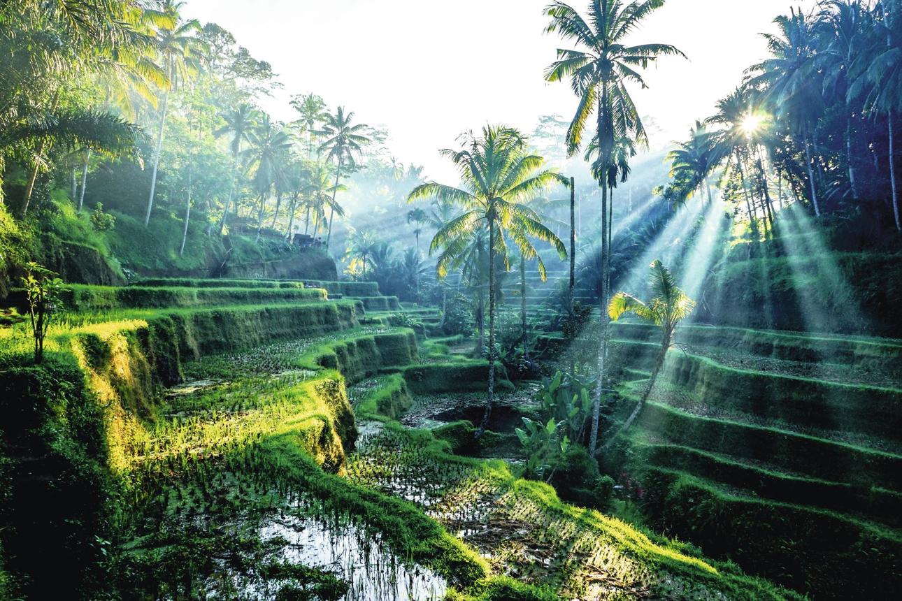 Tegallalang Rice Terrace – Bali’s Most Stunning Rice Fields You Must Visit